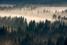 Misty Valley Scenery At Sunrise. Beautiful Nature Background With Coniferous Trees In Fog. Mountain Landscape Of Romania In Autumn Season