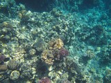 Fototapeta Do akwarium - Underwater photography of the Red Sea reefs in South Sinai