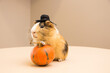 Halloween pumpkin with cute and funny guinea pig
