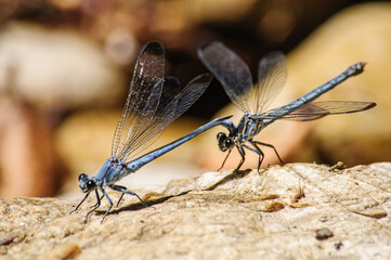 Two dragonflies sit on stones close-up