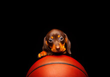 Image Of Dog Basketball Dark Background 