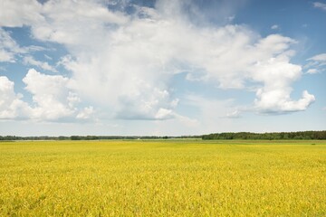 Poster - Rural landscape. Blooming yellow rapeseed field on a clear sunny summer day. Dramatic blue sky. Floral texture, background. Agriculture, biotechnology, fuel, food industry, alternative energy, nature