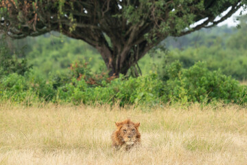 Canvas Print - Scenic view of a lion in Queen Elizabeth National Park, Uganda