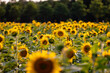 Blooming sunflowers in the field with a blurred background in Cottbus, Germany
