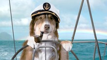 Funny Dog Sailing A Yacht Wearing A Sailor Hat And Smoking Pipe