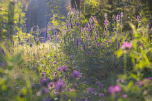 Herbs And Flowers On The Edges Of The Forest At Sunset In The Moscow Region In Summer In June
