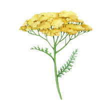 Yarrow Yellow Flower. Watercolor Illustration. Hand Drawn Milfoil Wild Organic Herb. Yarrow Medical Plant Element. Meadow Milfoil Yellow Natural Flower With Green Leaves. White Background