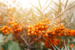 a branch of orange sea buckthorn berries close up. a lot of useful berries of sea-buckthorn on a bush with green leaves. the berry from which the oil is made. defocused or small depth of field. flare