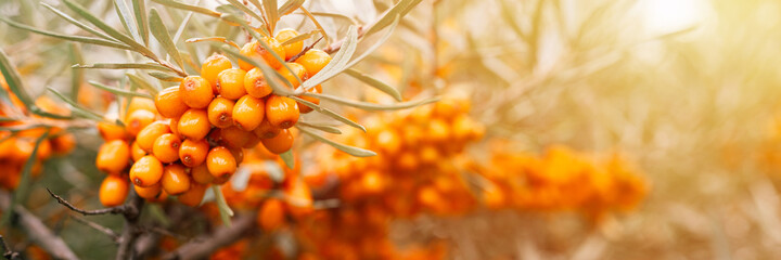 a branch of sea buckthorn berries close up. a lot of useful berries of sea-buckthorn on a bush with 