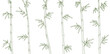 Bamboo forest background. Bamboos or bambusa plant. Bambos green leaves and stalk. Vector color Illustration. Open paths. Editable stroke.