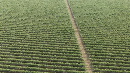 Aufkleber - Aerial view of the apple orchard