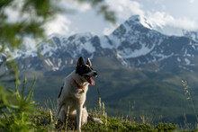 A Hunting Dog Travels In The Mountains. A Black White Dog Sits On A Hill Against The Backdrop Of Mountains