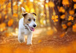 Happy pet dog puppy walking in the forest. Orange golden autumn fall or thanksgiving background.