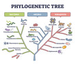 Phylogenetic tree, phylogeny or evolutionary classification outline diagram. Labeled educational scheme with bacteria, archea and eukaryota vector illustration. Organisms ancestor origin history.