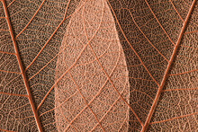 Skeleton Leaf Of A Rubber Plant On A Black Background