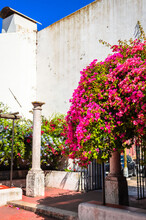Beautiful Bougainvillaea Flowers In Front Of Old Church In Lisbon, Portugal