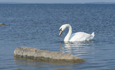 Majestic gracious mute swan (Latin: Cygnus olor) gliding on Baltic sea waters around Abruka island in the West Estonia.  Big bird is grazing in the water.