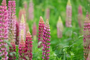 Wall Mural - Blooming blue, pink, purple lupine flowers (Lupinus) close-up, green summer field. Panoramic landscape. Nature, plants, botany, gardening, folk medicine, organic fertilizer. Natural floral background
