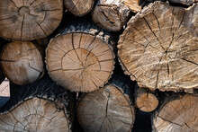 Cut Wood Logs Texture. Felled Tree Trunks And Harvested Chopped Logs.