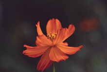 Bright Orange Cosmos Flower On A Blurred Background
