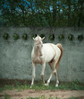 Perlino akhal-teke horse runs free in paddock
