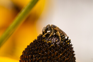 Poster - Ligated Furrow Bee on Coneflower