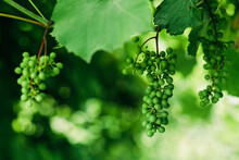 Green Unripe Wine Grapes Cluster In Vineyard, Winegrowing, Soft Selective Focus.