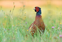 Wild Male Pheasant Standing In A Grass