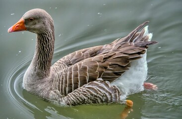 Wall Mural - goose on the water