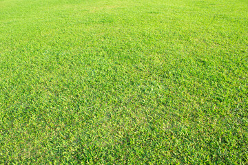 Wall Mural - green meadow grass field from outdoor park
