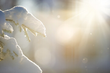 Wall Mural - Snow covered spruce tree branches backlight by the low angle sun. Selective focus and shallow depth of field.