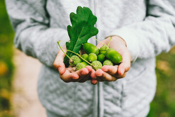 Acorns in the hands. Oak with acorns. Autumn.