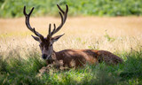 Fototapeta Zwierzęta - deer stag