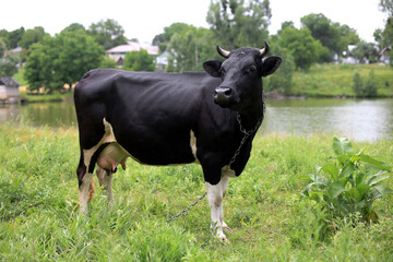 black cow in the meadow looking curiously at the camera