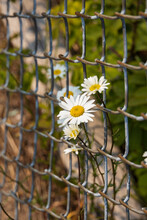 Daisies Growing Through Chain Link Fence