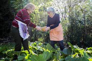 Two elderly women holding an organic pumpkin at vegetable garden.