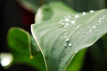 Bright Green Canna Flower Leaves With Rain Drops
