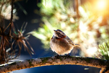 Sparrow On A Pine Branch Close Up