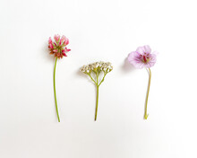 Minimalist Wildflowers Sprig Clover Geranium And Yarrow Flatlay Isolated On White Background 