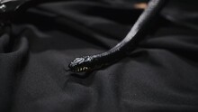 Dark Snake Creeping Over Guitar On The Black Silk Sheet, Showing Its Tongue, Shimmering By Its Glossy Skin, Protection Scales. Wildlife Among Us. Terrifying Animals And Insects Conception 