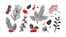 Christmas Vector Plants, Holly Winter Decor, Christmas Tree, Pine, Leaves Branches, Holiday Set Isolated On White Background. Red And Black Colors. Vintage Nature Illustration