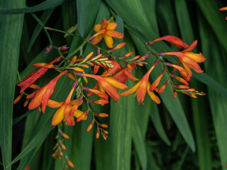 Wall Mural -  orange flower