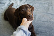 © MyJuly - cute chocolate labrador retriever dog years on the bed, pet like a human lying on the bed and resting, dog under the blanket, female hand holding dog's face, beautiful photo about human and dog
