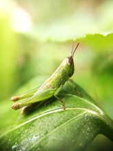 Close-up Of Grasshopper On Leaf