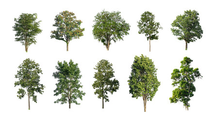 Wall Mural - collection tree cut out from original background and replace with white background for easy to selection