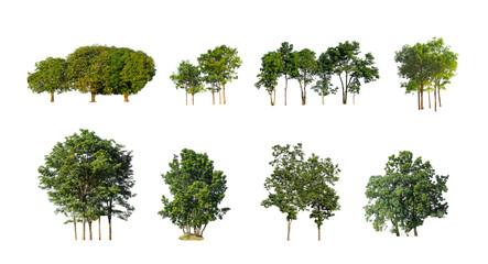 Wall Mural - collection tree cut out from original background and replace with white background for easy to selection
