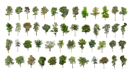 Wall Mural - collection tree cut out from original background and replace with white background for easy to selection
