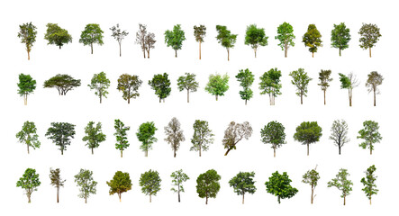 Wall Mural - collection tree cut out from original background and replace with white background for easy to selection