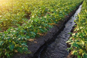 Wall Mural - Watering the potato plantation. Providing farms and agro-industry with water resources. European farming. Agriculture. Agronomy. Growing crops in arid regions. Surface irrigation of crops.