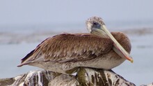 Close-up Of Bird Perching On Rock